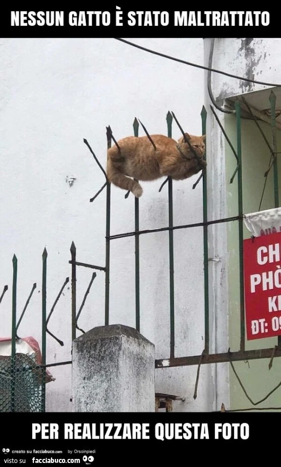 Nessun gatto è stato maltrattato per realizzare questa foto