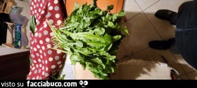 Vaccata