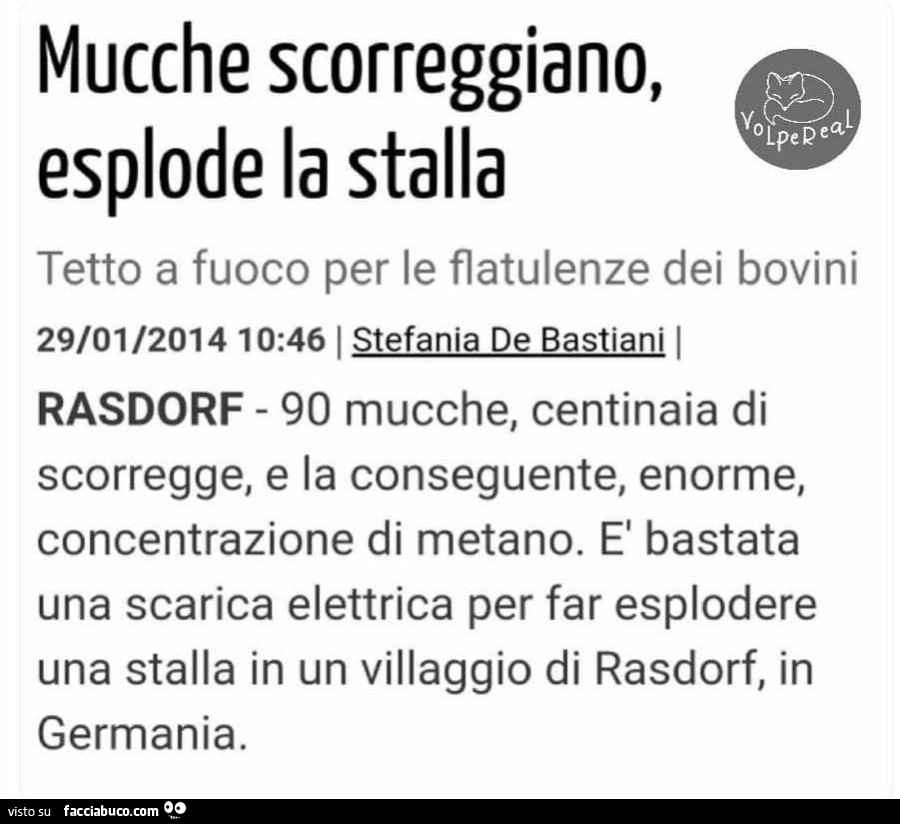 Mucche scorreggiano, esplode la stalla