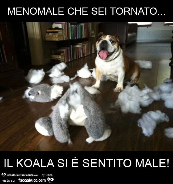 Menomale che sei tornato&hellip; il koala si è sentito male