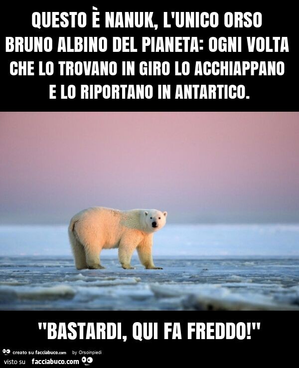 Questo è nanuk, l'unico orso bruno albino del pianeta: ogni volta che lo trovano in giro lo acchiappano e lo riportano in antartico. "Bastardi, qui fa freddo! "