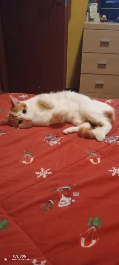 Il mio gattino