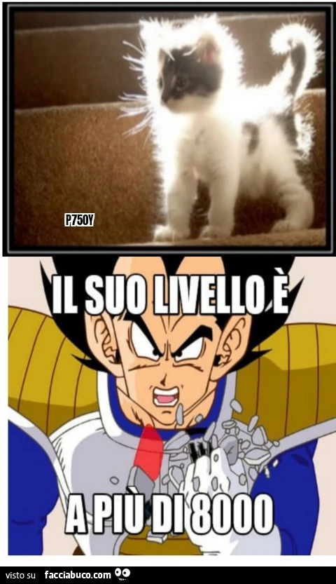 Gatto sayan vegeta