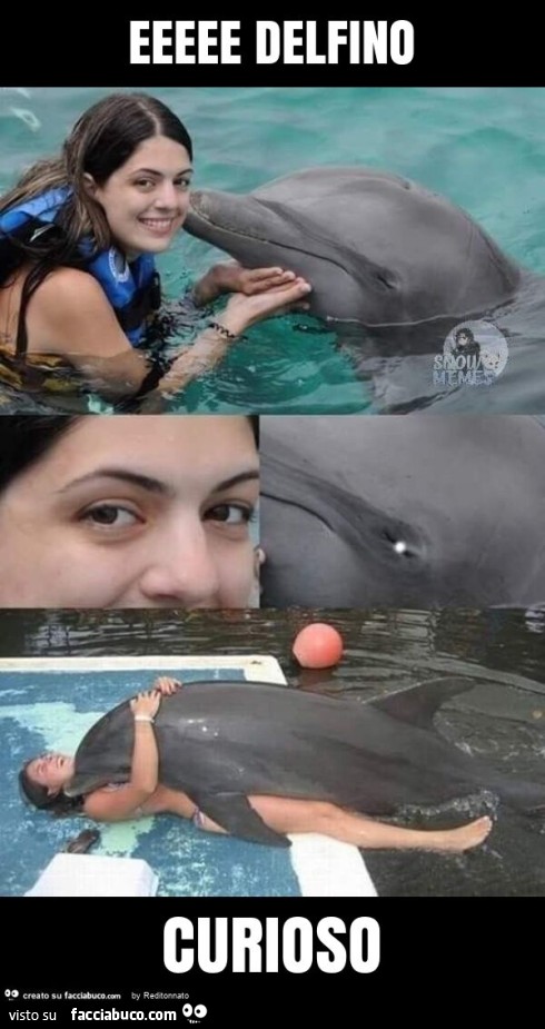 Eeeee delfino curioso