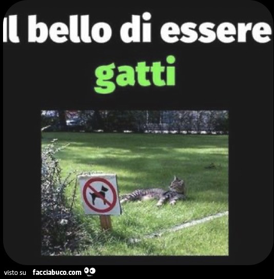 I gatti