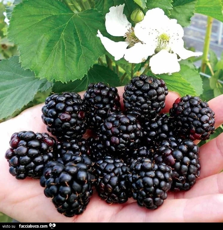 Vaccata