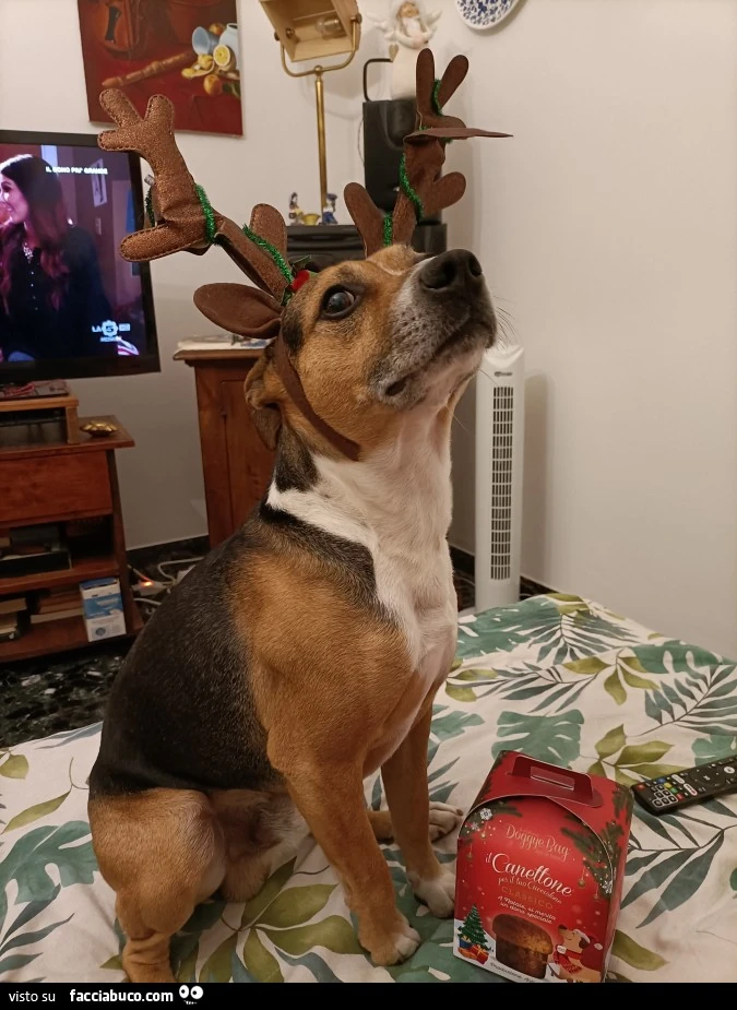 Buon Natale
