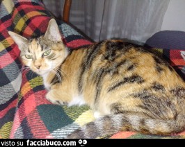 Vaccata