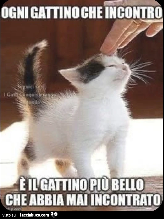 I gatti