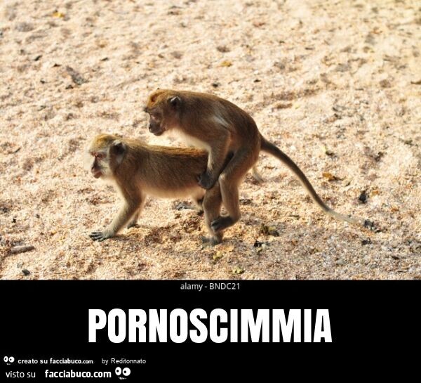 Pornoscimmia