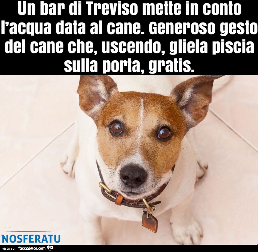 Un bar di Treviso mette in conto l'acqua data al cane