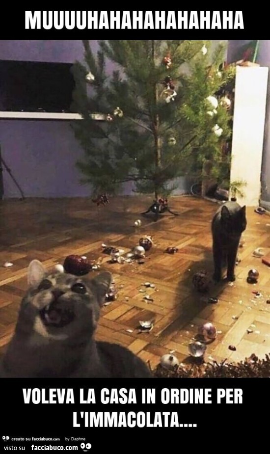 Muuuuhahahahahahaha voleva la casa in ordine per l'immacolata