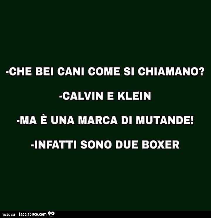 Che bei cani come si chiamano? Calvin e klein ma è una marca di mutande! Infatti sono due boxer