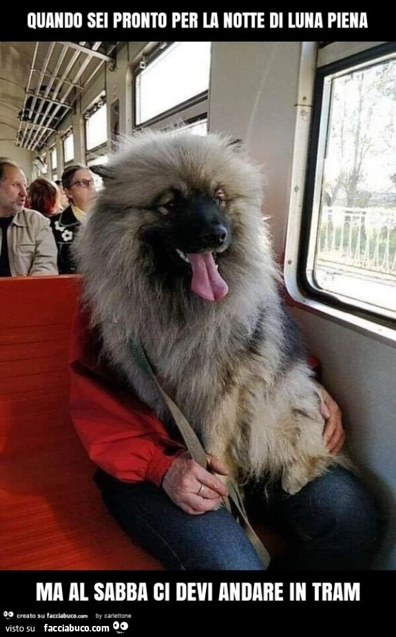 Quando sei pronto per la notte di luna piena ma al sabba ci devi andare in tram