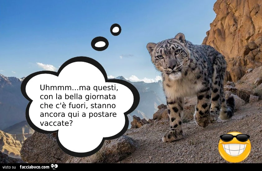 Vaccata