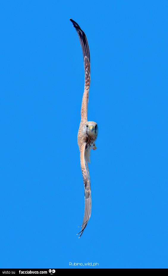 Falco in volo