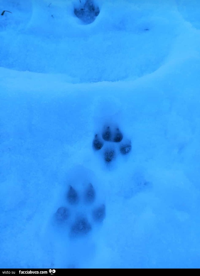 Impronte di gatto sulla neve