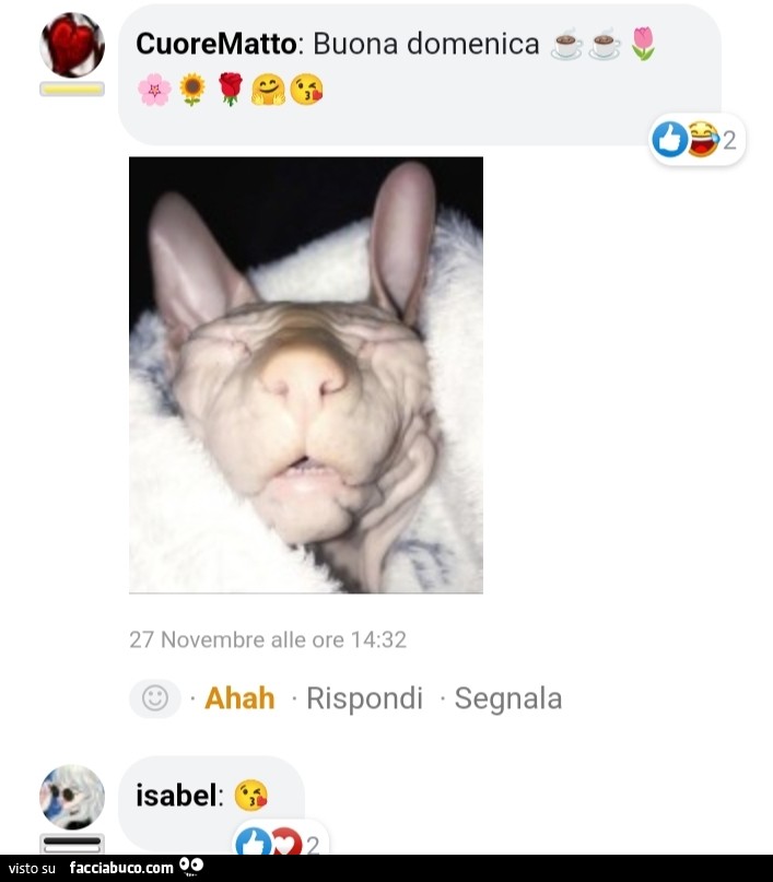 Vaccata