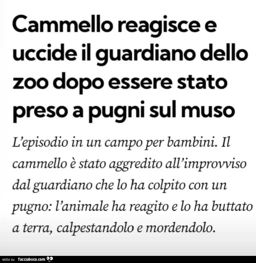 Cammello reagisce e uccide il guardiano dello zoo dopo essere stato preso a pugni sul muso