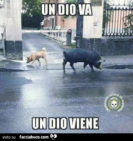 Vaccata
