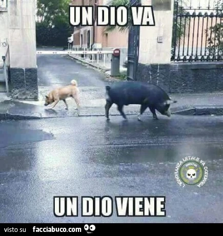 Vaccata