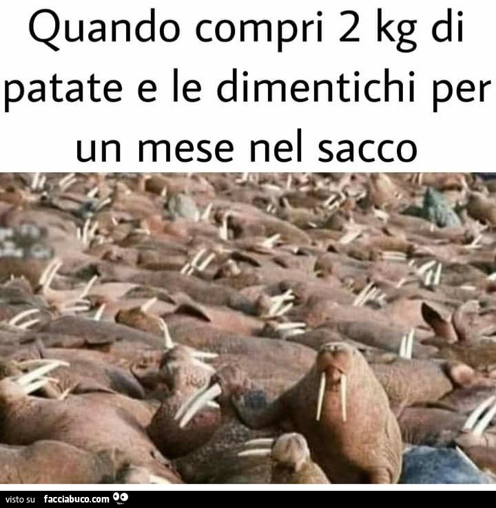 Quando compri 2 kg di patate e le dimentichi per un mese