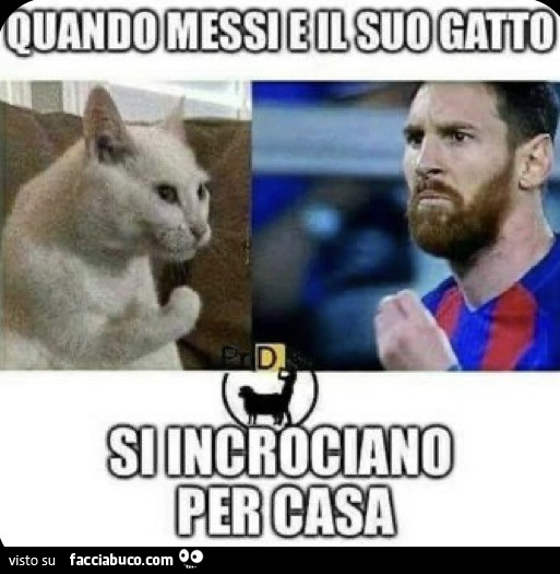 Messi è il gatto