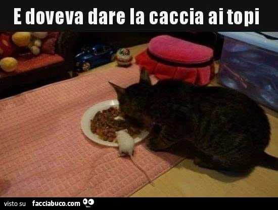 Vaccata