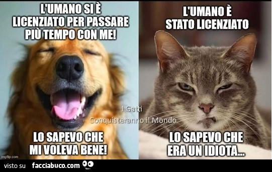 cani e gatti divertenti con didascalie