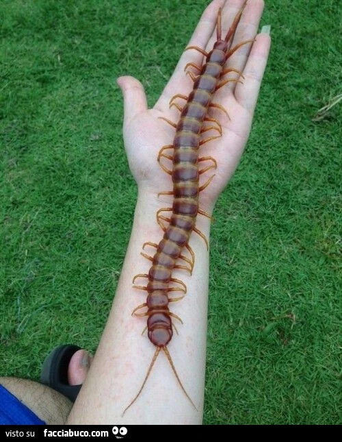 Vaccata